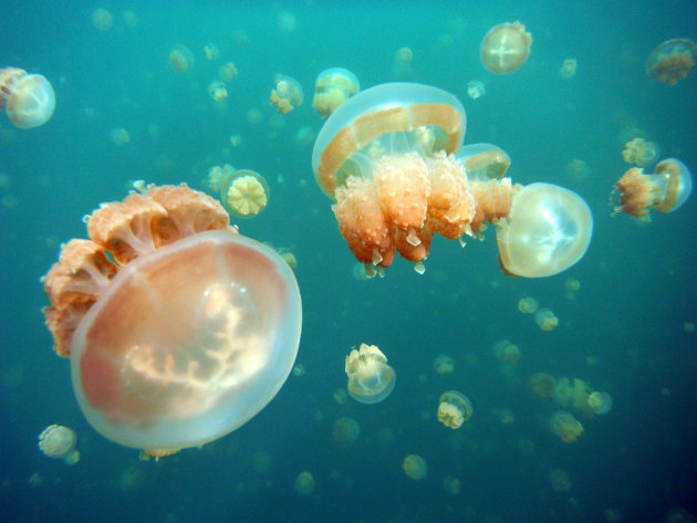 Jelly Fish Lake Palau 2012