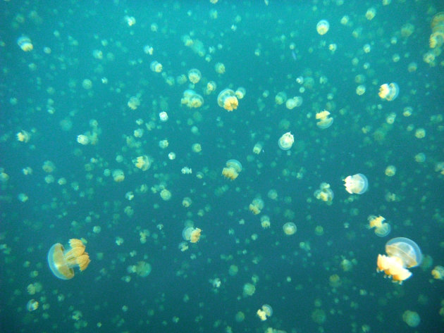 Jelly Fish Lake Palau 2012