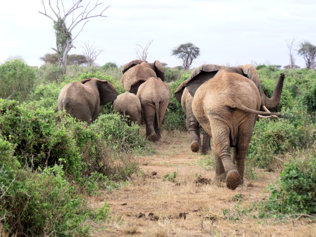 Olifanten op pad