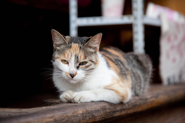 Kat in Lijiang