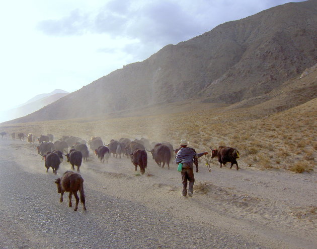 Yaks in volle sneldheid 