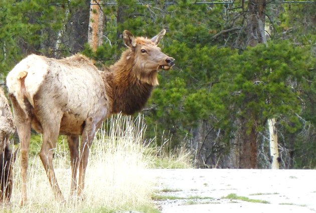 Elk