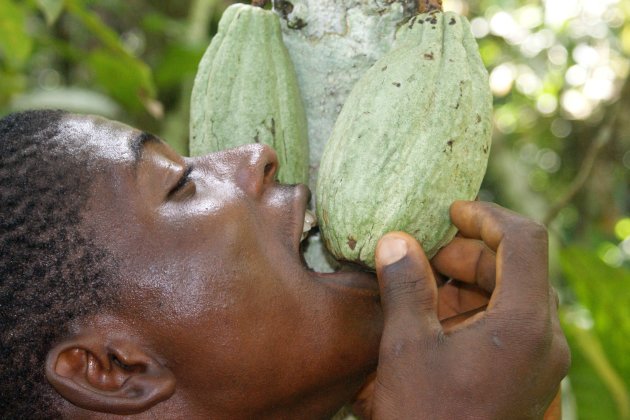 cacao