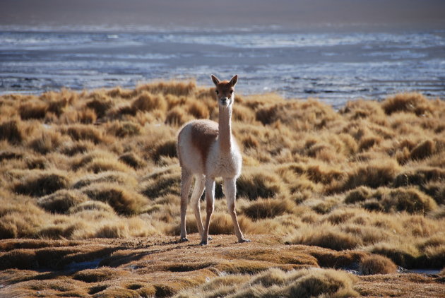 Een Vicuna