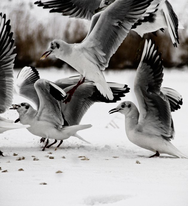 vogels hebben altijd honger in koud Nederland