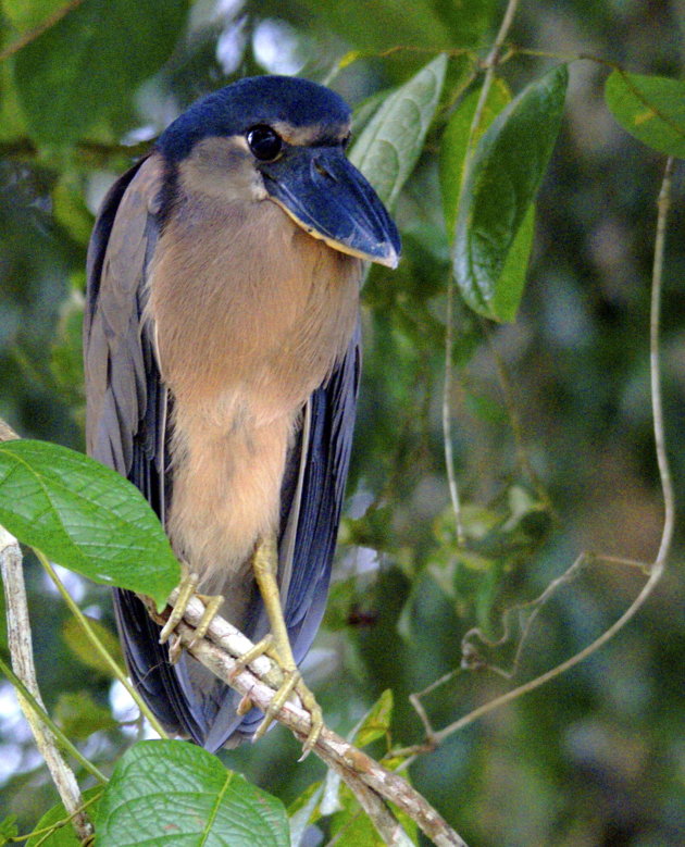 Boat-billed Heron