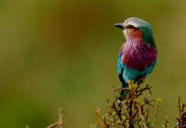 lilac breasted roller 