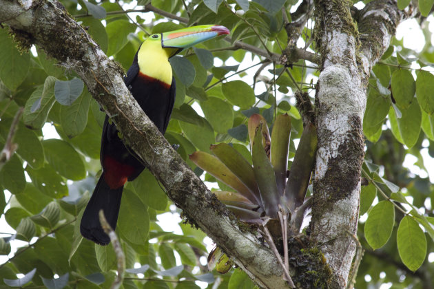 Toekan bij Laguna del Lagarto lodge, Boca Tapada