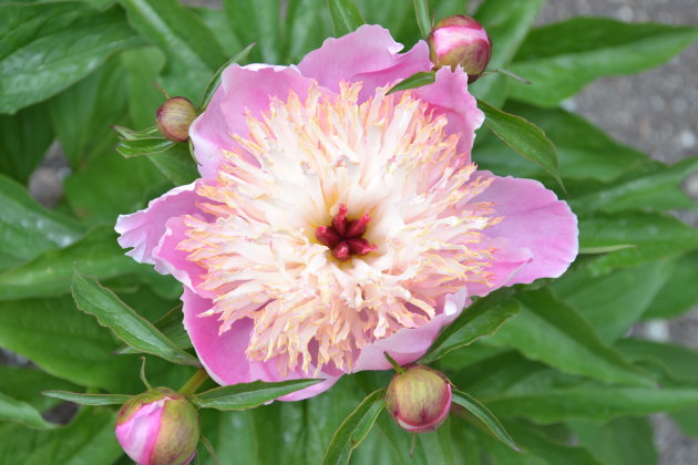 Bloemen in Queenstown Gardens