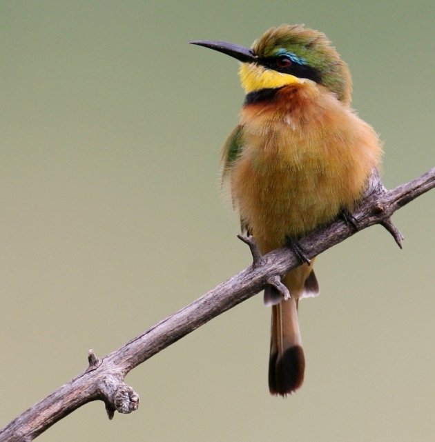 Bee eater