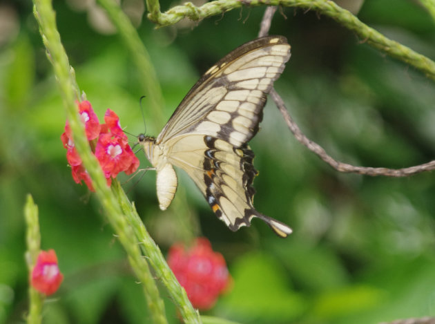 Vlinder doet zich tegoed aan stuifmeel