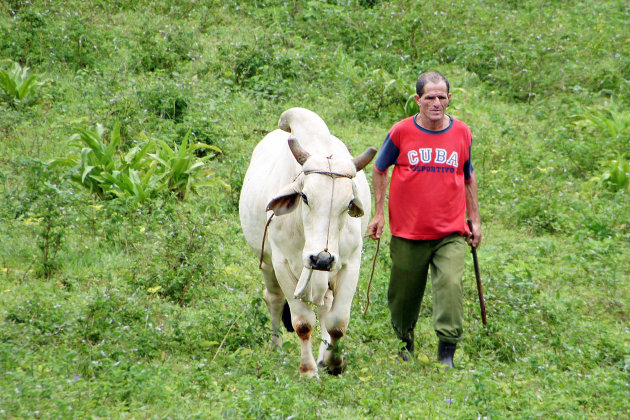 Een man en zijn koe