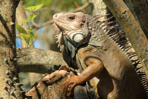 Iguana