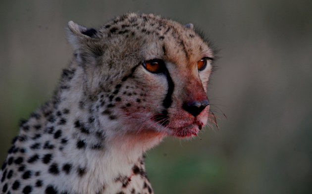 Cheetah aan het eten