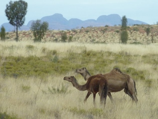 Kamelen in Nationaal Park Uluru-Kata Tjuta