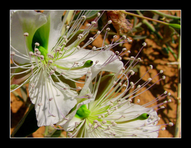 desert flower