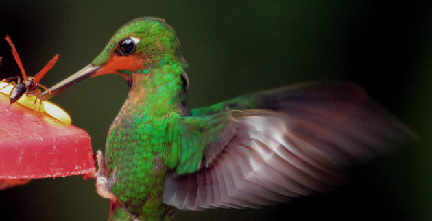 Onzeker vogeltje