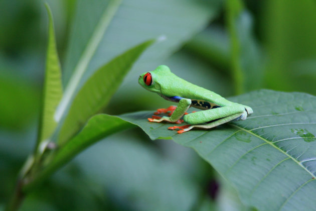 groene kikker