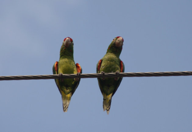 paartje vogels