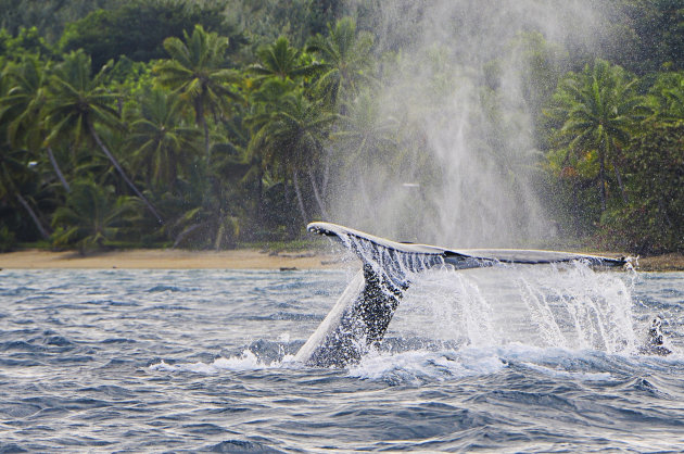 walvis spotten