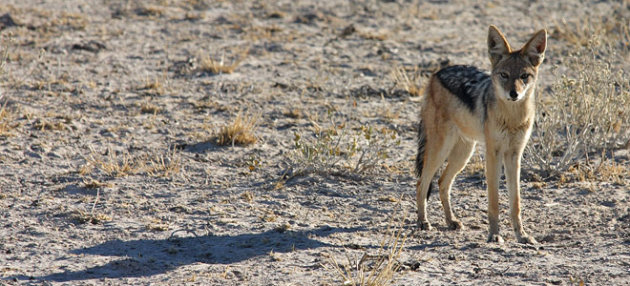 Jakhals Central Kalahari