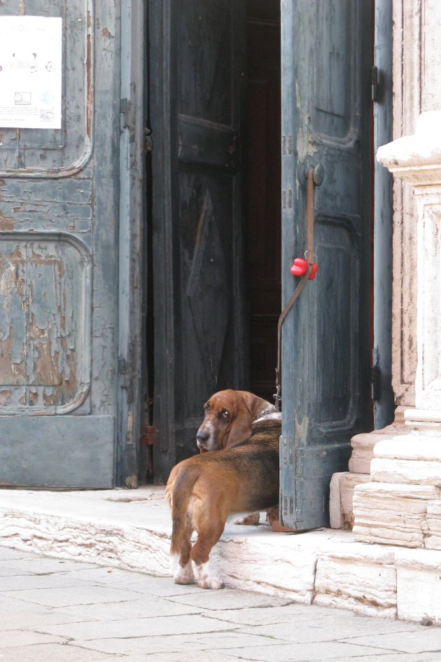 Op Murano wacht deze droeve hond tot zijn baasje uitgebeden is.