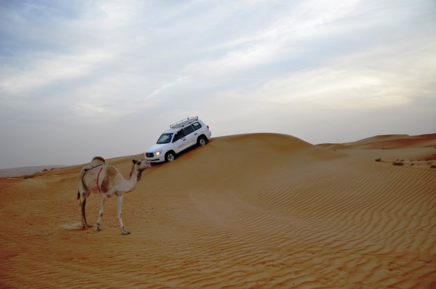Dromedaris en auto: vervoer door de woestijn