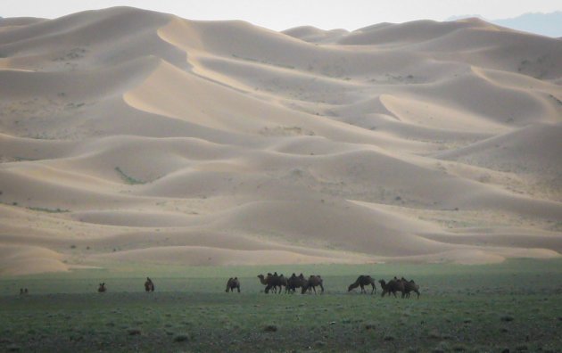 Kamelen voor zandduinen