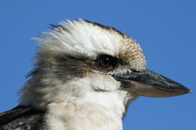 Kookaburra