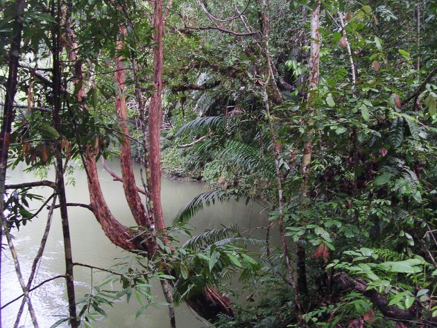 Borneo Batang Ai 