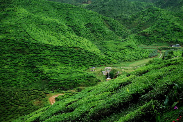 Prachtige theeplantages op de Cameron Highlands