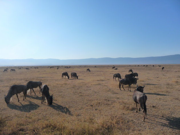 Ngorongoro Wildebeasts!