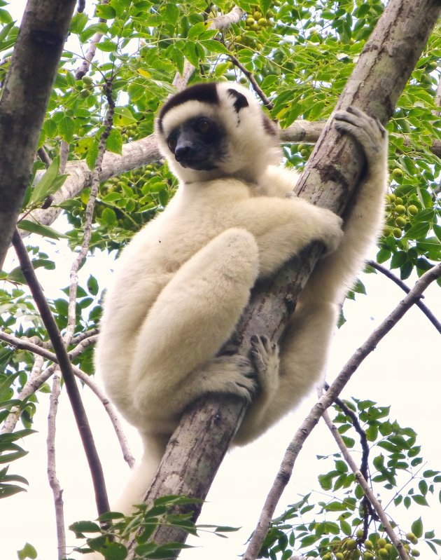 Dancing Lemur