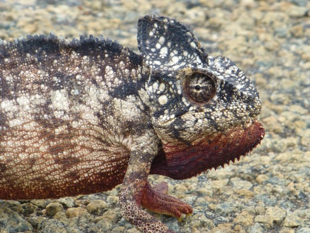 Giant Madagaskar Chameleon