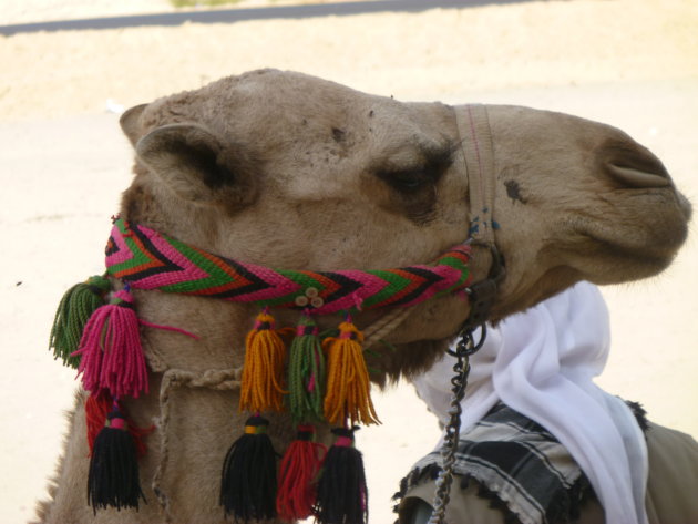 Camel