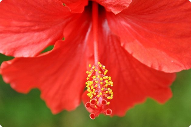 hibiscus