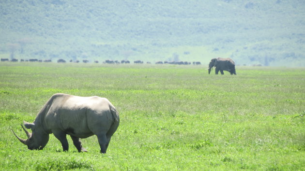2 Giants in Ngorongoro