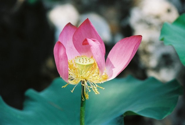 lotus zaaddoos