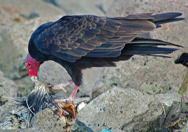 Hungry bird