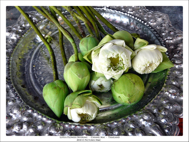 lotus flower offerings