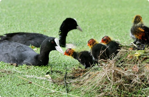 nestzorg door meerkoeten