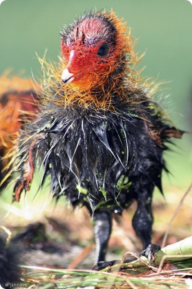 happy feather