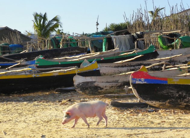 Scharrelen op het strand