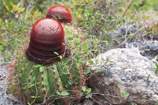 Meloencactus op Anguilla