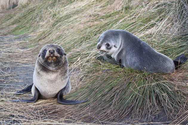 Jonge zeehonden: you're on my patch!