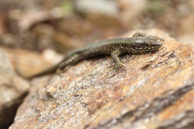 Salamander op Isole di Brissago