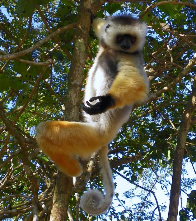 Sifaka 