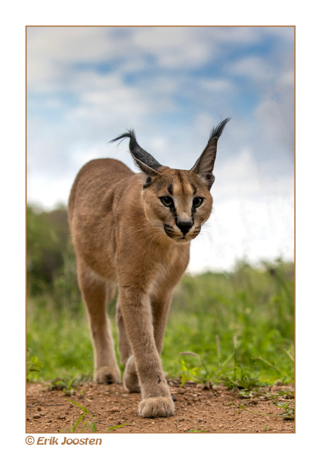 Caracal