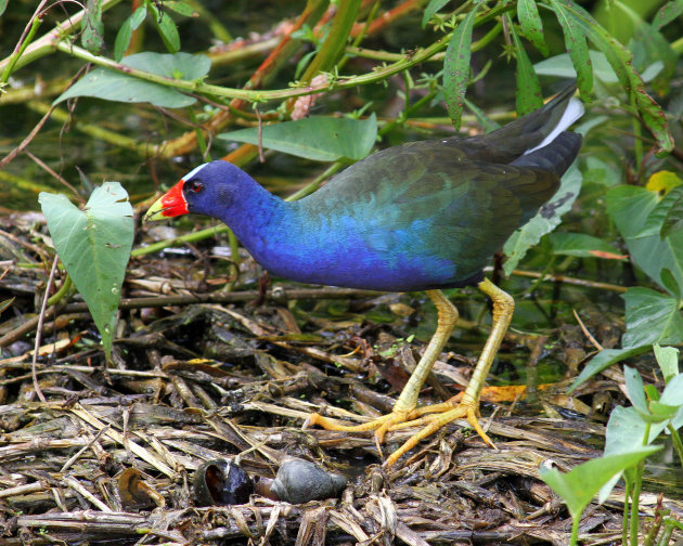 Purple Gallinule