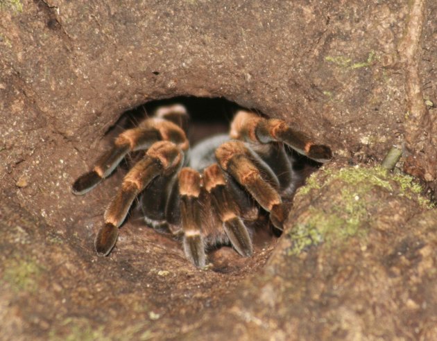 Tarantula